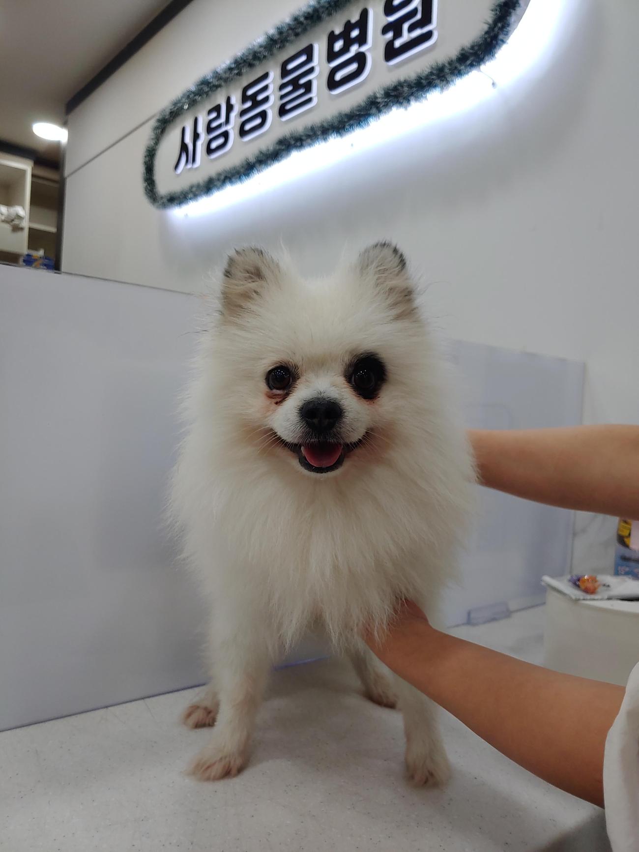 종료(반환) 포메라…